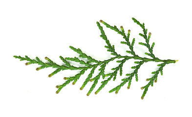 Image showing Evergreen branch white isolated