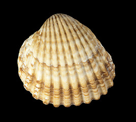 Image showing Clams shells