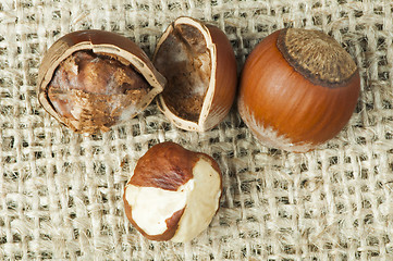 Image showing Closeup raw hazelnuts on burlap