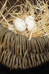 Image showing Organic white domestic eggs in vintage basket