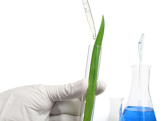 Image showing Green plants in laboratory equipment