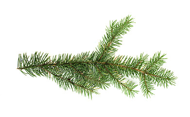 Image showing Fir branch white isolated