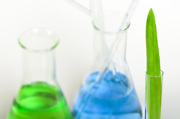 Image showing Green plants in laboratory equipment