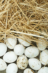 Image showing Organic white domestic eggs and straw