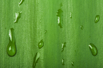 Image showing Green leaf background and drops