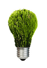 Image showing Lamp made ??of green plants. Ecology conception