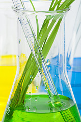 Image showing Green plants in laboratory equipment