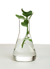 Image showing Green plants in laboratory equipment