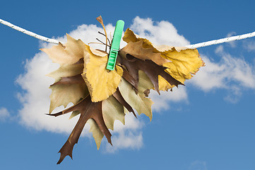 Image showing Autumn leaves on a rope