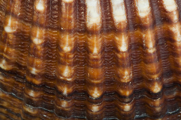 Image showing Part of shell very close up for background