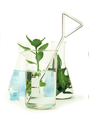 Image showing Green plants in laboratory equipment