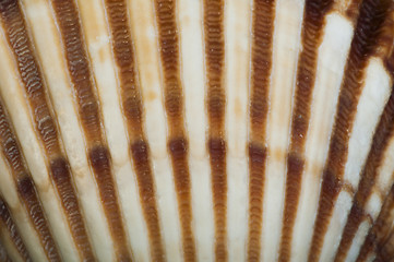 Image showing Part of shell very close up for background