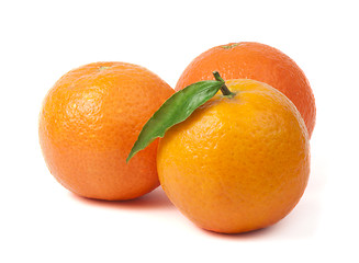 Image showing Group mandarins white isolated studio shot