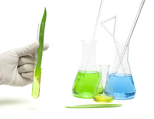 Image showing Green plants in laboratory equipment