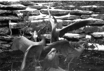 Image showing Stone Birds in Flight