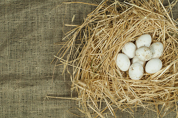 Image showing Organic domestic white eggs in straw nest