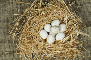 Image showing Organic domestic white eggs in straw nest