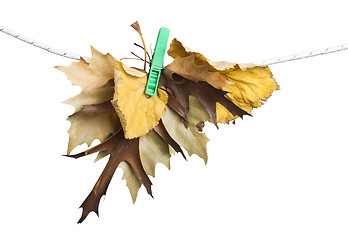 Image showing Autumn leaves on a rope