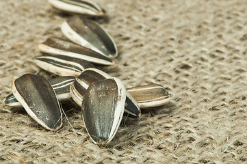 Image showing Closeup sunflower seeds on burlap