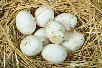 Image showing Organic domestic white eggs in straw nest