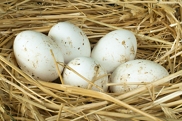 Image showing Organic domestic white eggs in straw nest