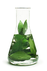 Image showing Green plants in laboratory equipment