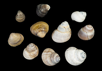 Image showing Set of sea ??shells black isolated