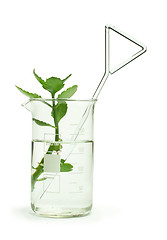 Image showing Green plants in laboratory equipment