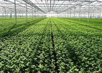 Image showing greenhouse with new plants