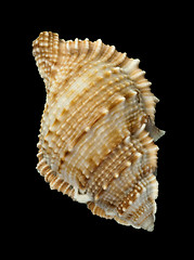 Image showing Shell Rapana