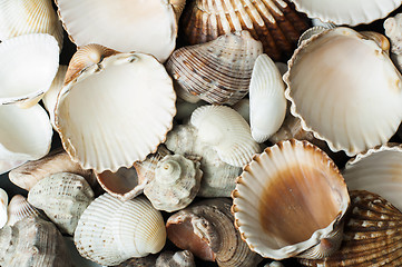 Image showing Scattered seashells background