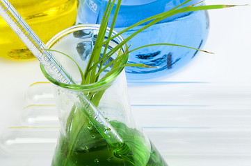 Image showing Green plants in laboratory equipment