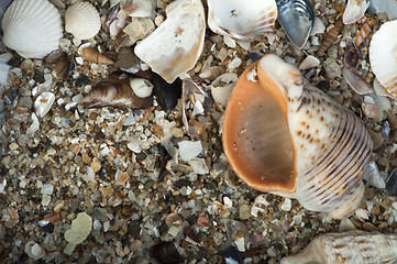 Image showing Scattered seashells and rapanas