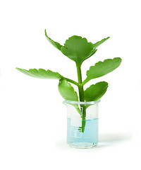 Image showing Green plants in laboratory equipment