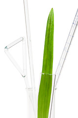 Image showing Green plants in laboratory equipment