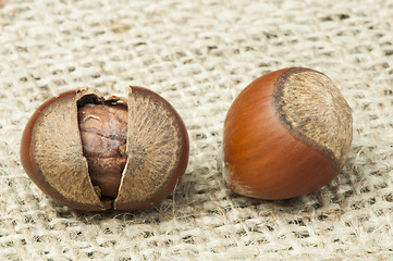 Image showing Closeup raw hazelnuts on burlap