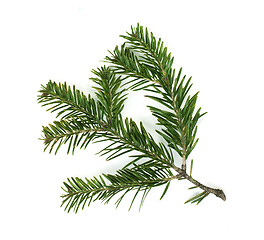 Image showing Fir branch white isolated