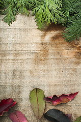 Image showing Wood and fir branches background