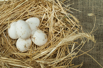 Image showing Organic domestic white eggs in straw nest