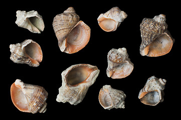 Image showing Set of sea Rapanas black isolated