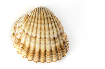 Image showing Clams shells