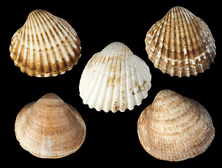 Image showing Clams shells