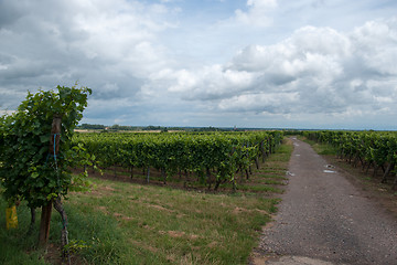 Image showing Alsace landscape and vinewyard