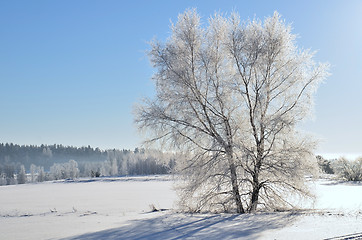 Image showing White frost