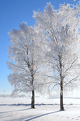 Image showing White frost