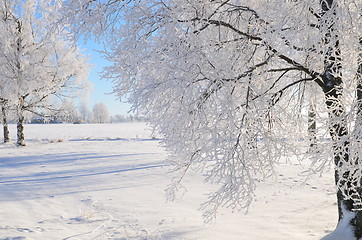 Image showing White frost