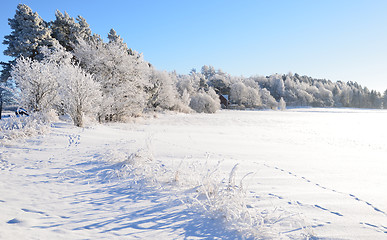 Image showing White frost