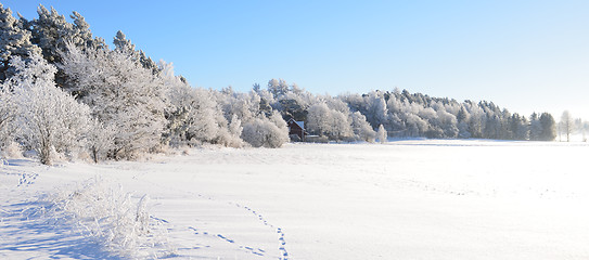 Image showing White frost