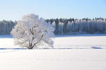 Image showing White frost