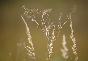 Image showing Flower